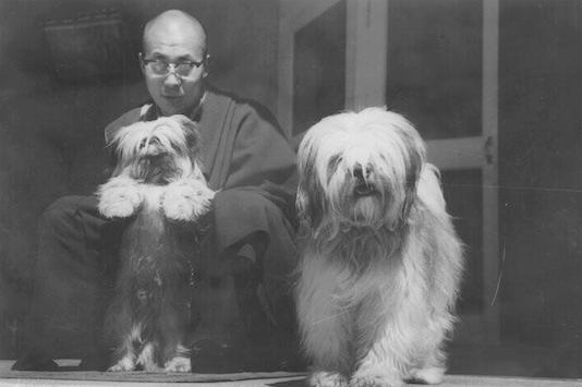 Dalai_Lama_Terrier_Tibet