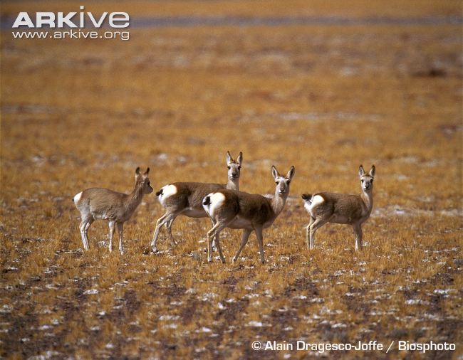 gazelles