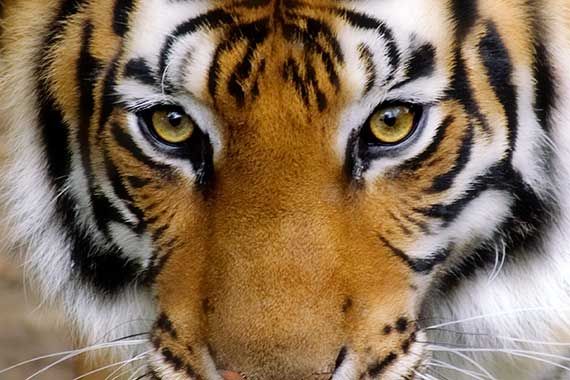 tigre