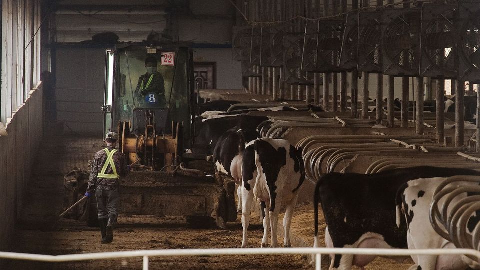 vaches